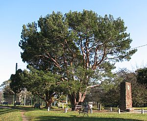 Lone Pine Wattle Park