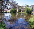 Mitta Mitta in full flow through drought - 6543