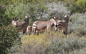 Mountain zebras