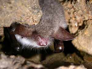 Myotis nattereri (2862347369).jpg