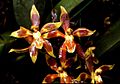 Odontoglossum cruentum Orchi 01