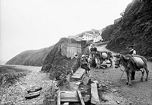 Pack donkeys, Bucks Mills, Devon