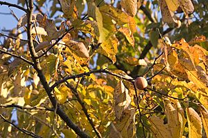 Persimmon