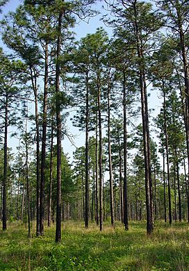 Pinus palustris UGA1.jpg