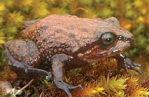 Pristimantis attenboroughi(Lehr).jpg