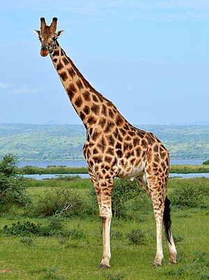 Rothschild's Giraffe (Giraffa camelopardalis rothschildi) male (7068054987), crop & edit.jpg