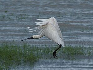 Royal Spoonbill RWD3