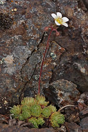 Saxifraga cespitosa 4759.JPG