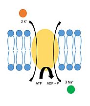 Sodium-Potassium Pump