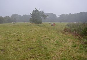 Southorpe Meadow 2.jpg