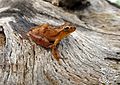 Spring peeper-Florida