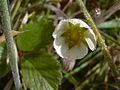 Starr 041006-0321 Fragaria chiloensis subsp. sandwicensis