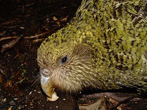 Strigops habroptilus, face