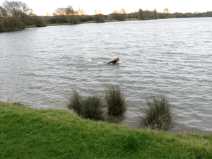 SwimmingKingLearsLake