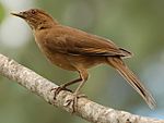 Turdus grayi Garita, Alajuela Costa Rica-10.jpg