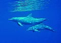 Tursiops truncatus Maldives.jpg