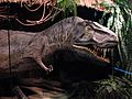 Tyrannosaurus-03-ZOO.Dvur.Kralove