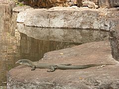 Varanus mertensi - Wyndham WA