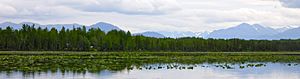 WaterlilliesKNWR