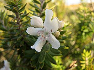 Westringia fruticosa flower.jpg