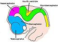 6 week embryo brain