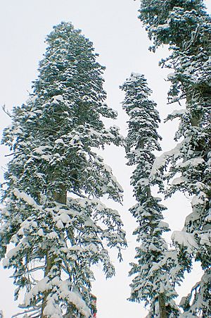 Abies nordmanniana snow.jpg