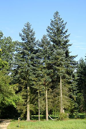 Abies procera Rogów 1.jpg