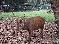 Adult male Bawean deer Axis kuhlii