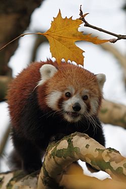 Ailurus fulgens -Diergaarde Blijdorp-8a