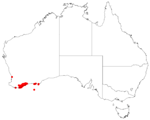 AllocasuarinatrichodonDistributionMap52.png