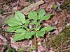 American ginseng.jpg