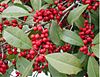 Americanholly 8046.JPG