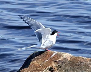 Arctic Tern 2006 06 08