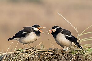 Asian pied starlings (Gracupica contra).jpg