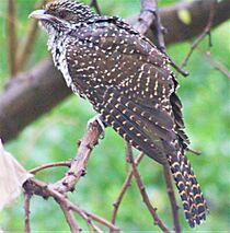 Asiatic Koel Female