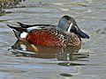 Australasian Shoveler male RWD4