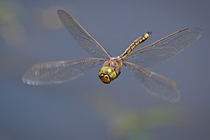 Australian Emperor in flight.jpg