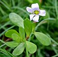 Bacopa monnieri W IMG 1612