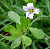 Bacopa monnieri W IMG 1612