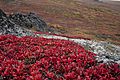 Bearberry and lichen (7977125277)