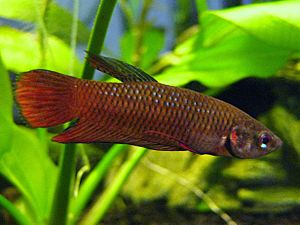 Betta tussyae (male) 2010-04-01