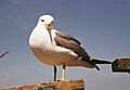 Black-tailed Gull Mikahosi