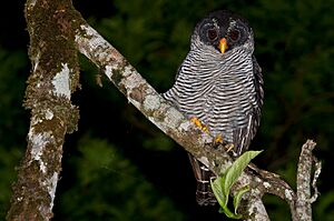 Black and White owl.jpg