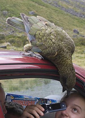 Bold kea close-up