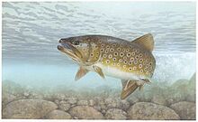 Brown trout Salmo trutta.jpg