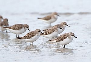 Calidris ruficollis