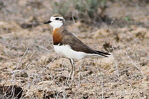 Caspian Plover (Charadrius asiaticus) (8079444645).jpg