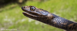 Ccoachwhip, Masticophis flagellum 2