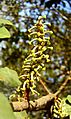 Ceratonia siliqua female flowers a-RJP