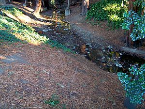 Codornices Creek.JPG